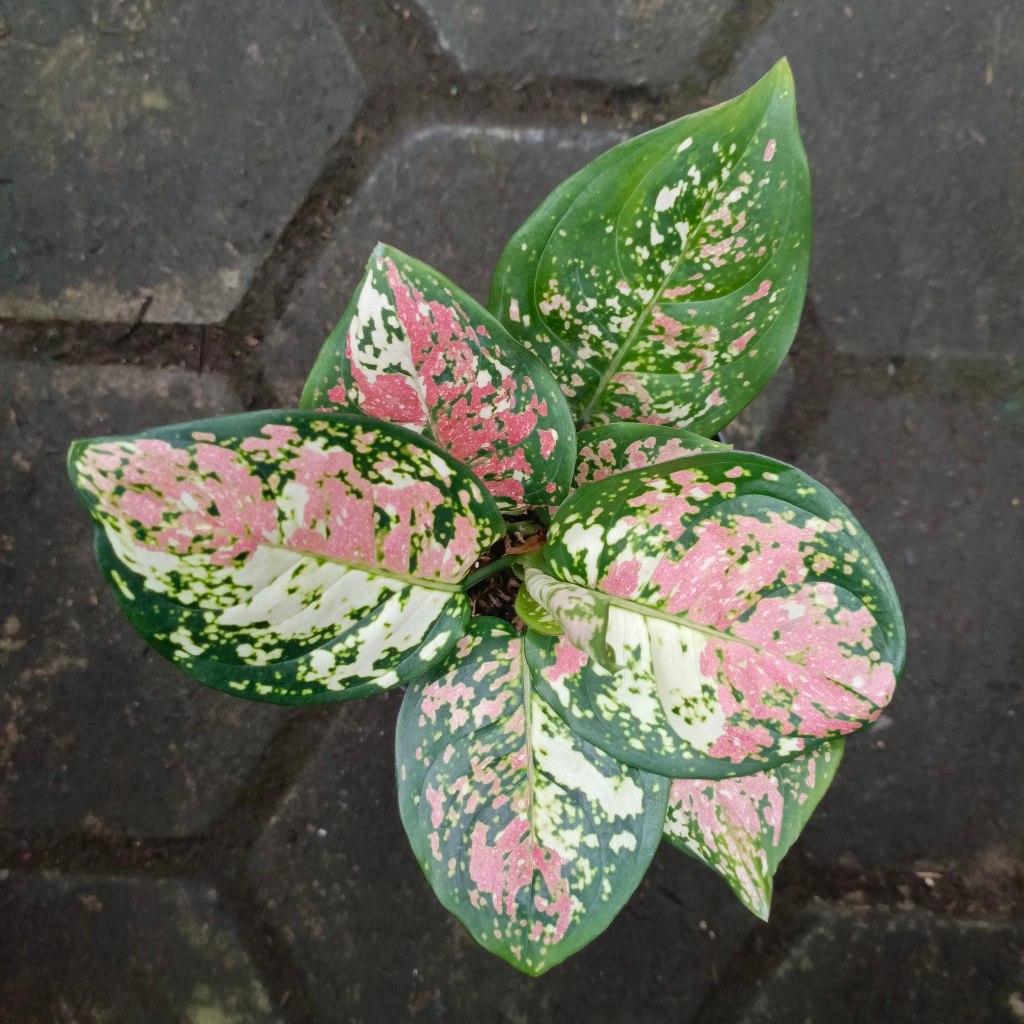 Aglaonema Dud Tricolor