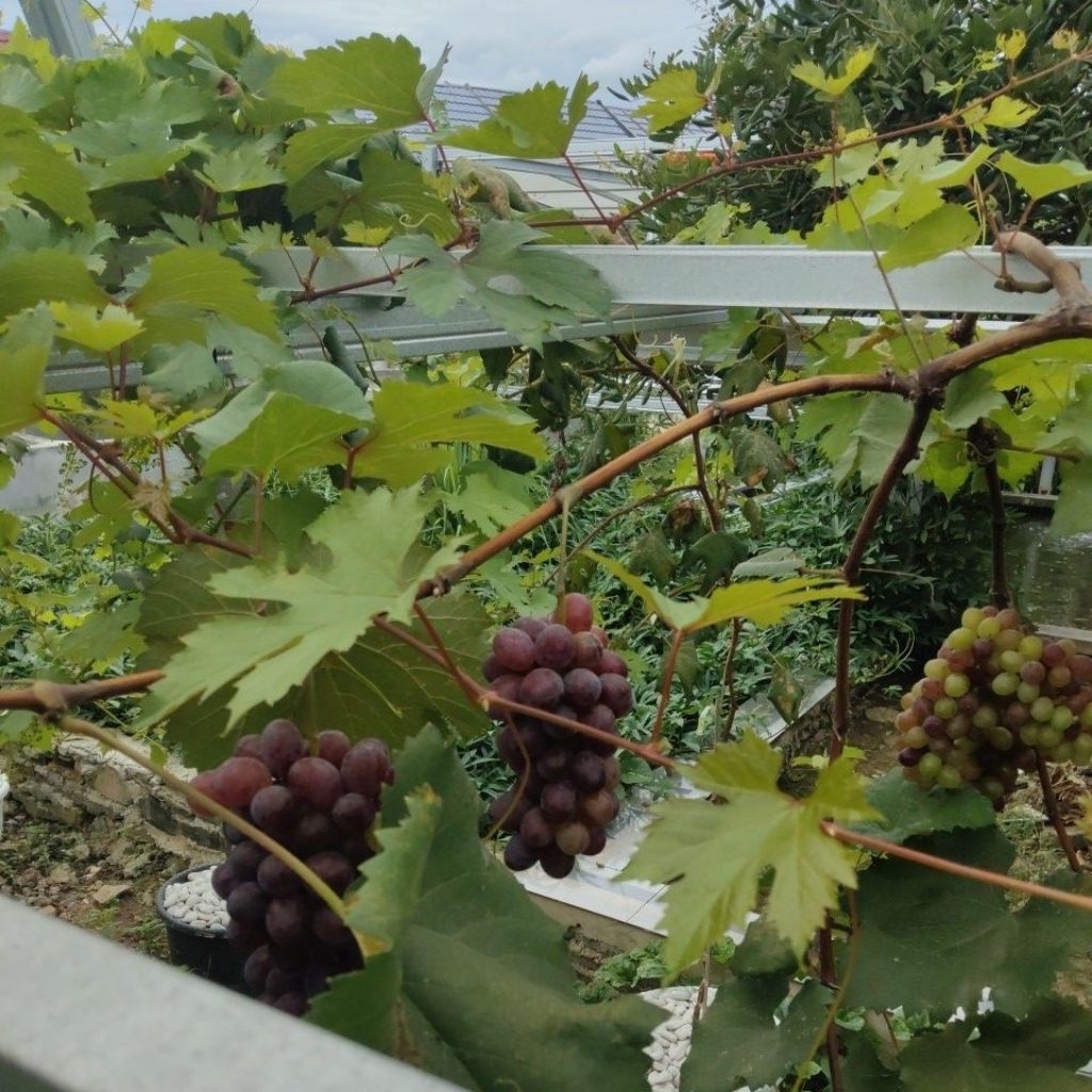 entres anggur IMPORT VALID 3 Varian @5 Matun