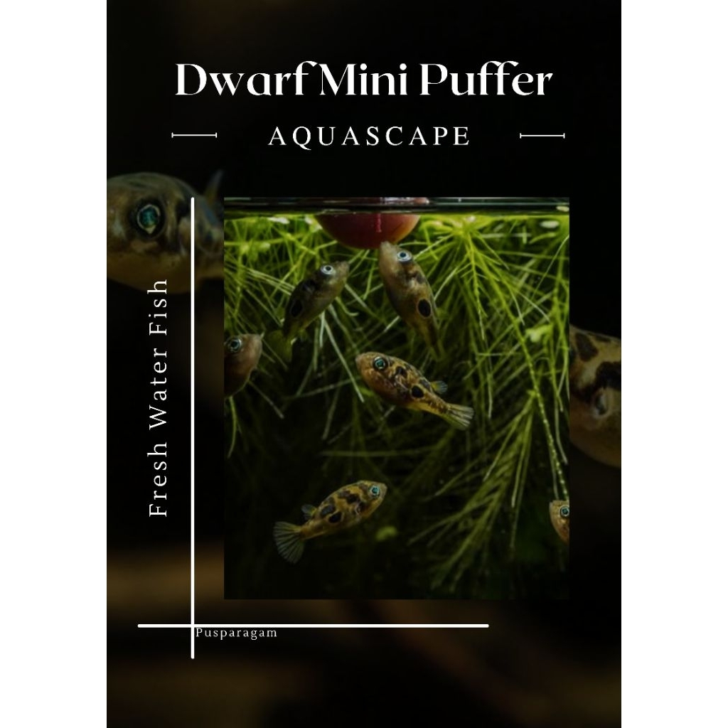 Ikan Hias - Indian Dwarf Mini Puffer