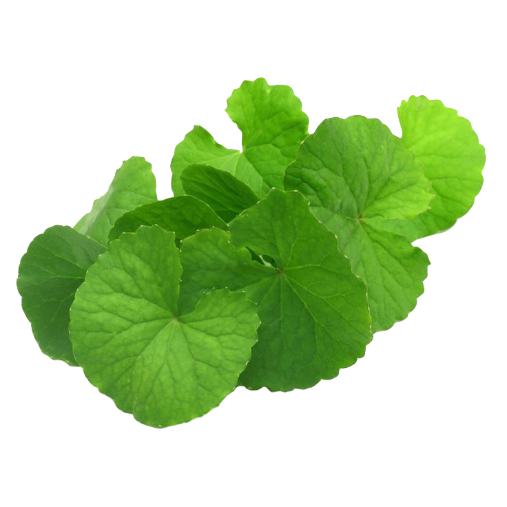 Pegagan Bubuk 1Kg Herbal Alami Antanan/Pegagan