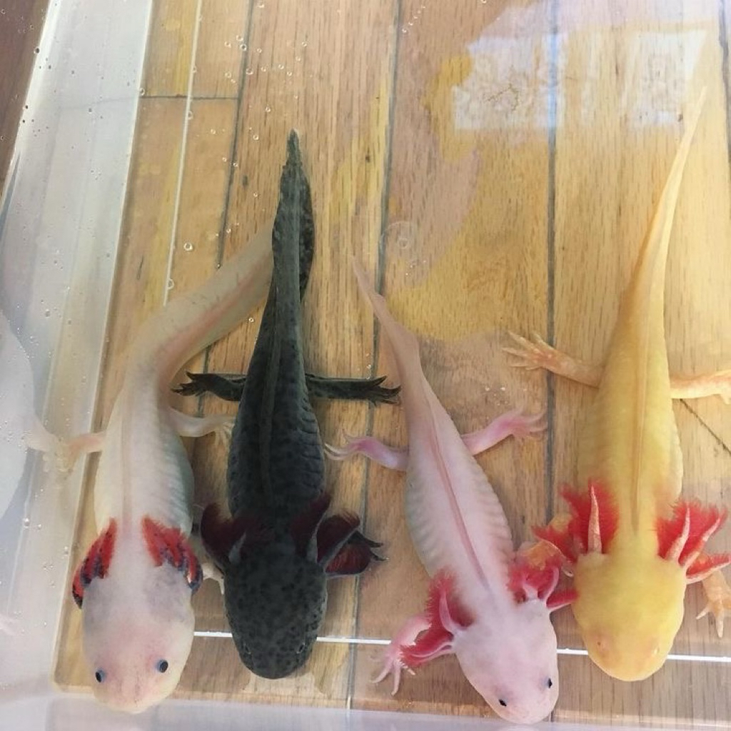 axolotl pink albino