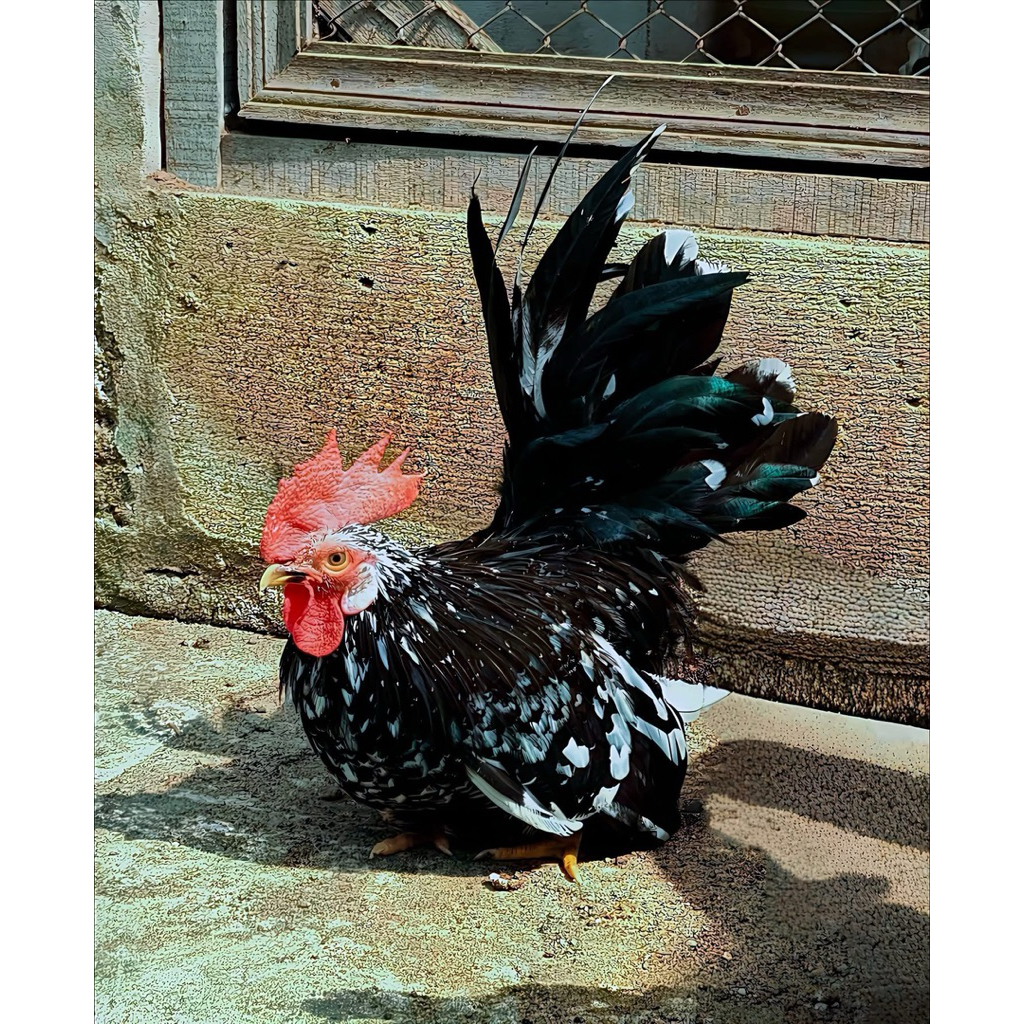 TELUR TETAS AYAM KATE CEPER UNTUK DITETASKAN