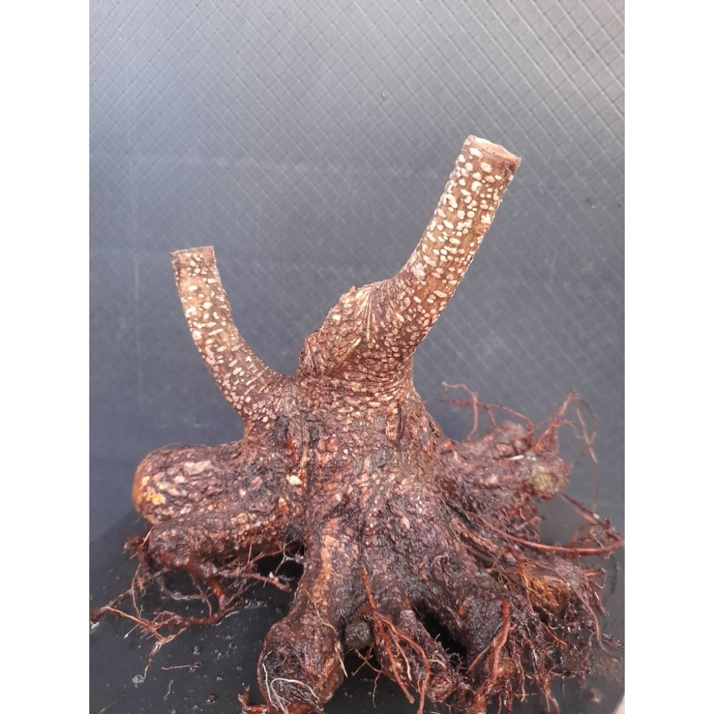 Bahan Bonsai Kimeng Programan Gaya Twin Small  Size Real Pict