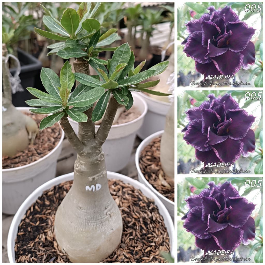 Real Product Adenium Grafting Id Madeira