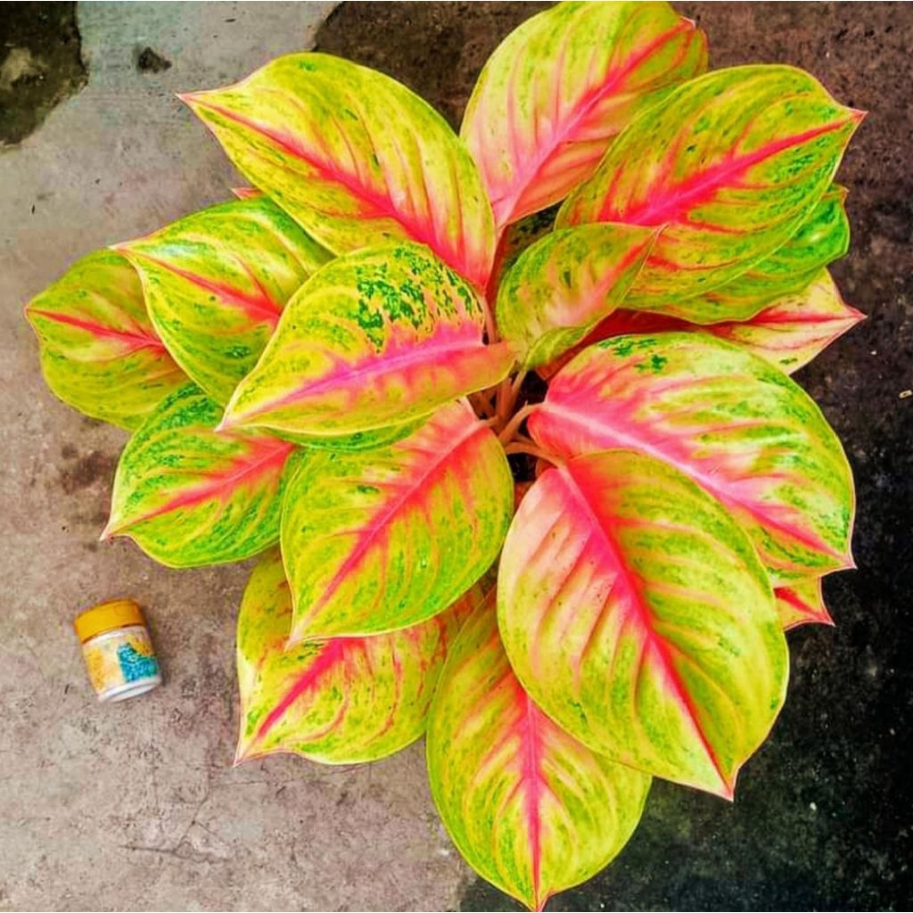 Aglonema andini dewasa