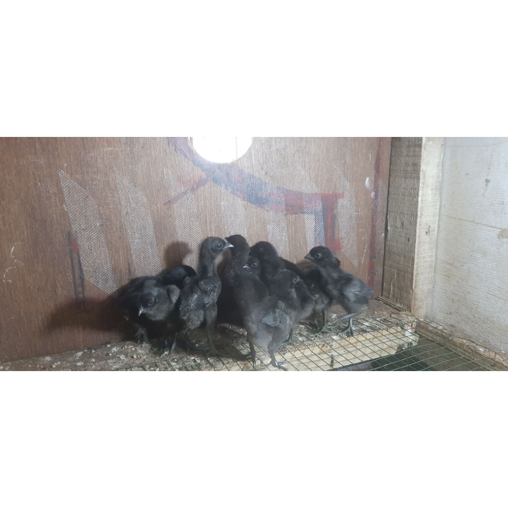 Ayam Cemani lidah hitam dan abu abu