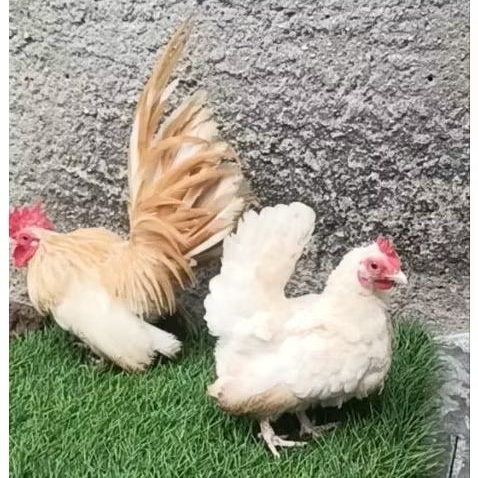 ayam kate sepasang dewasa
