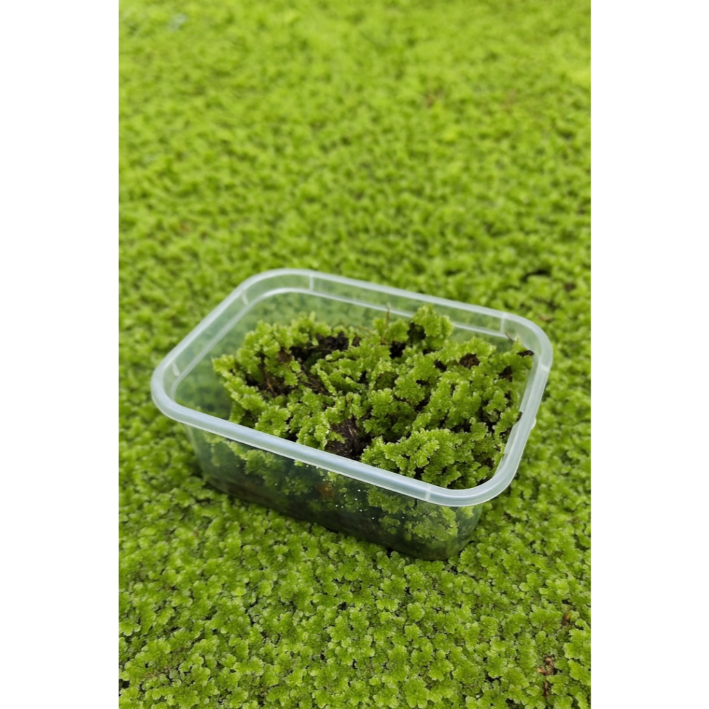 Azolla Bibit Segar berkualitas| Pakan Ternak Ayam Lele Bebek Entok | Kayambang Organik Siap Tebar