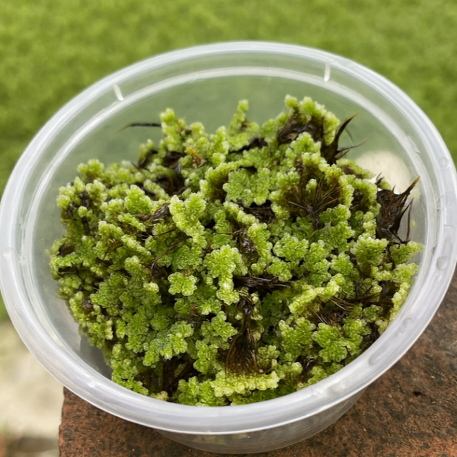 Azolla Fresh – Pakan Alternatif Bebek Ayam Ikan & Pupuk Sawah