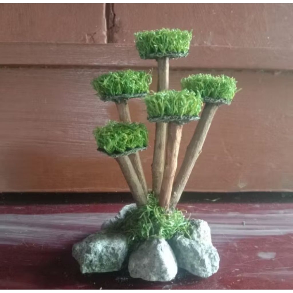 Bonsai Aquascape, Tanaman Bonsai Aquascape