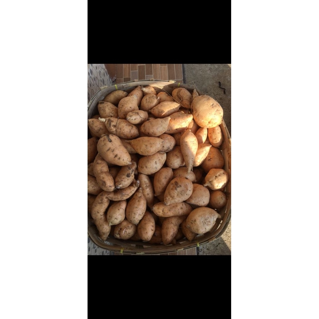 ubi madu Cilembu original khas sumedang