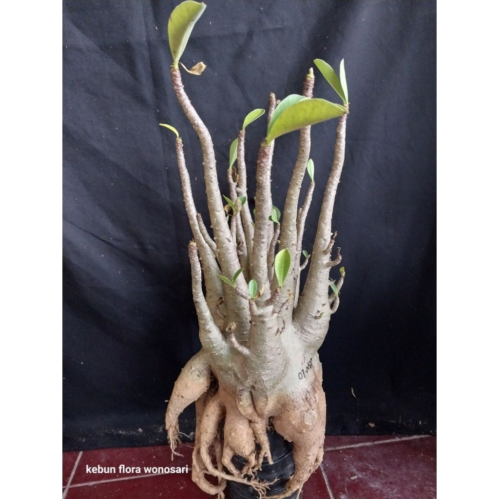 Adenium Arabicum Hibrid Own Jam x NSDD Induk Prokar 2