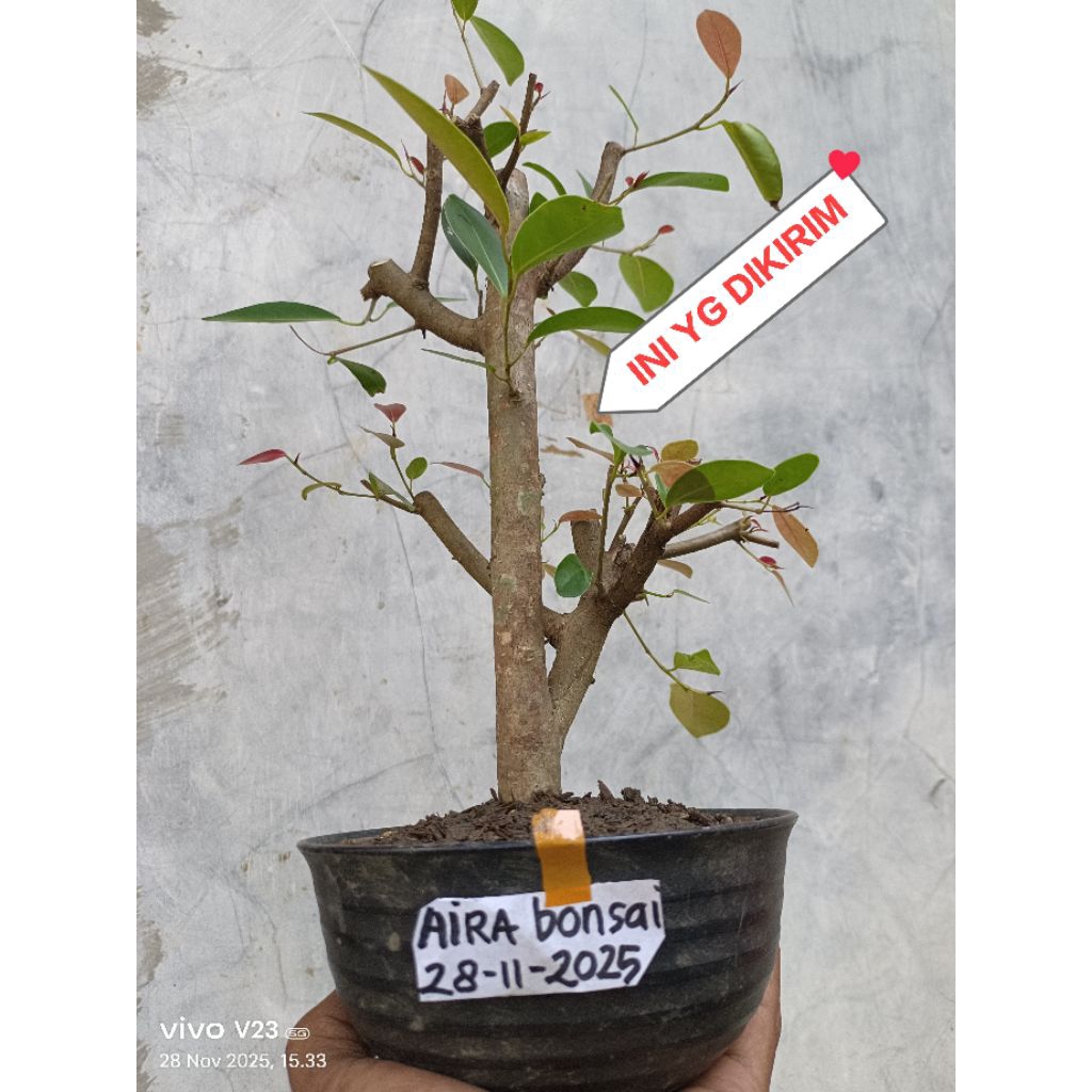 bahan bonsai iprik silver pucuk merah