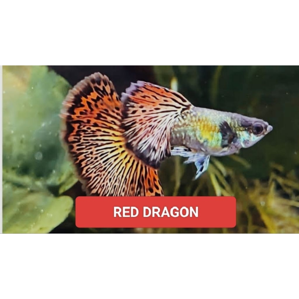 Ikan Guppy Red Dragon Jantan & Betina - Hiasan Aquarium Cantik | Ikan Hias Air Tawar Murah
