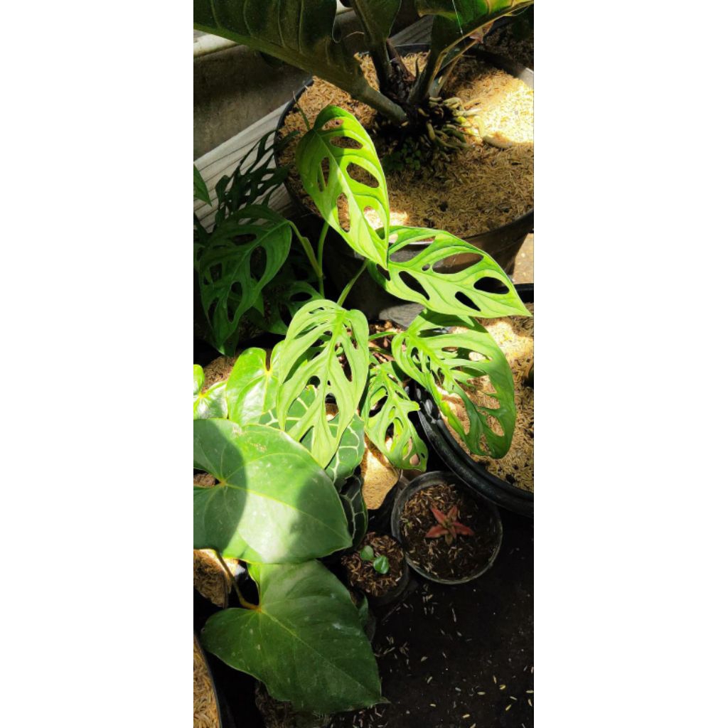 TANAMAN HIAS JANDA BOLONG DAUN 3-4