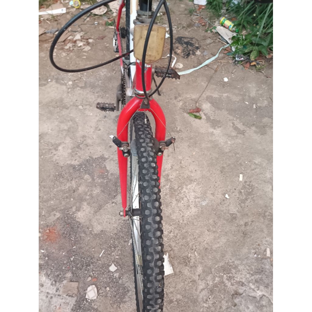 Federal Lady Wild Cat