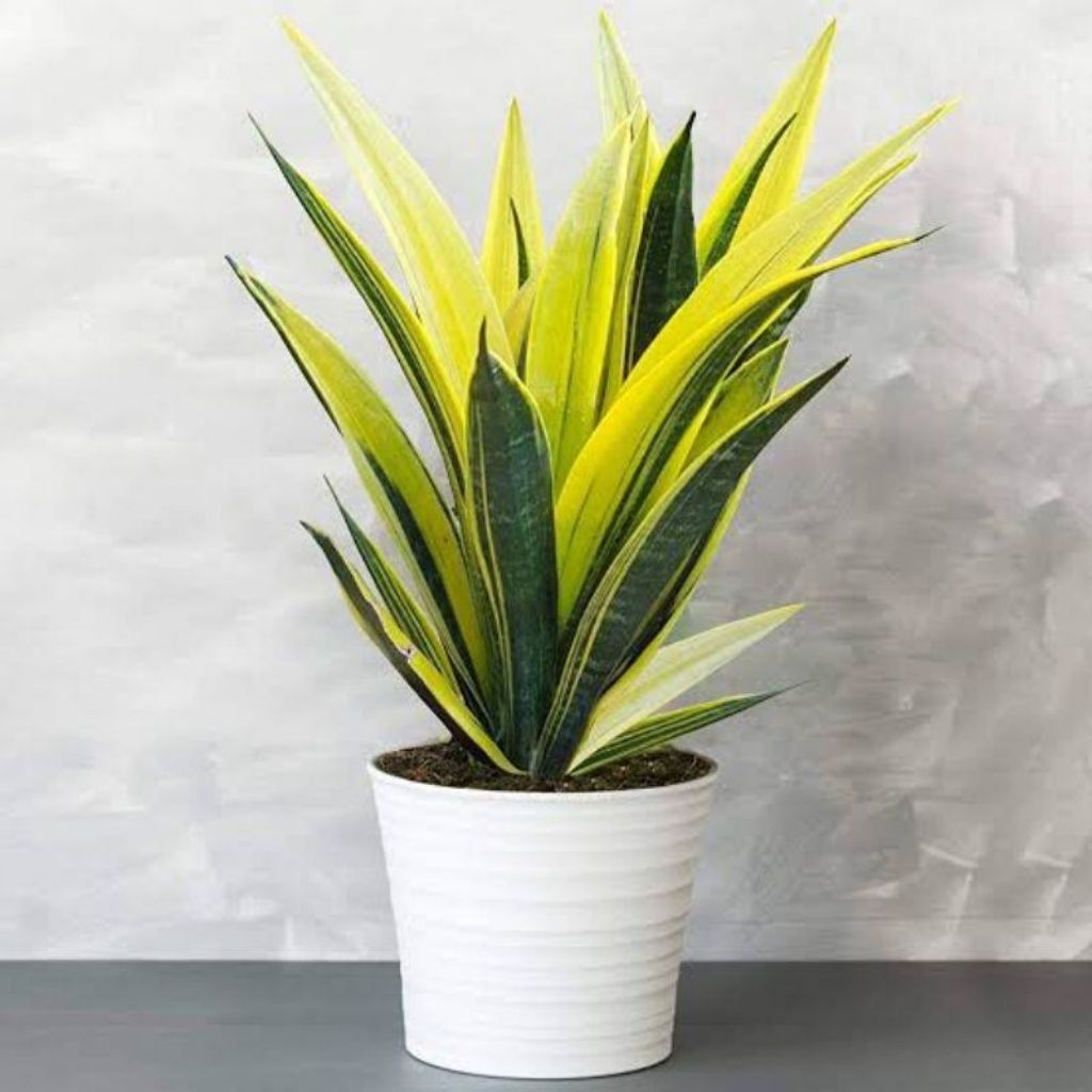 Tanaman Sansevieria Gold Flame / Sansi Gold Flame / Sansevieria Trifasciata ‘Gold Flame / Lidah Mert