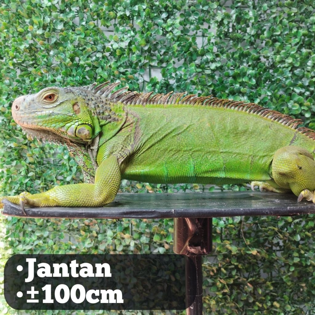 Iguana jantan green 100cm