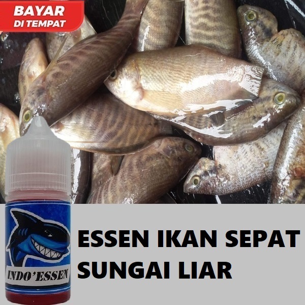 ESSEN IKAN SEPAT SUNGAI PALING GALAK UNTUK MANCING LIAR ISI 30ML | INDO ESSEN