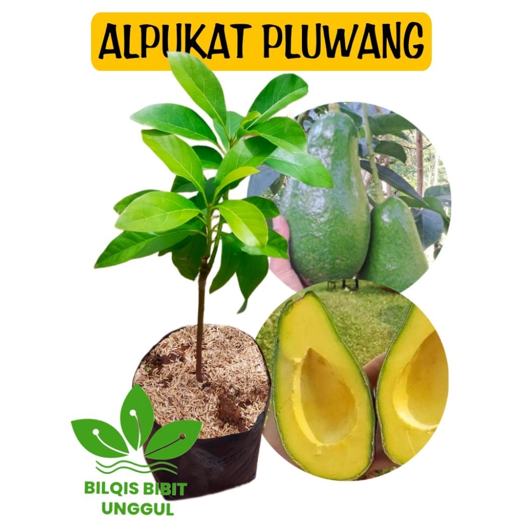 BIBIT ALPUKAT PANGERANG / ALPUKAT PLUWANG / ALPUKAT GREENSTAR BISA TABULAMPOT