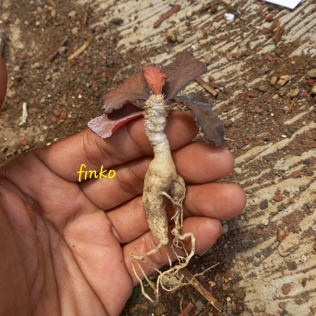 euphorbia francoisii hybrid maple leaf (24)