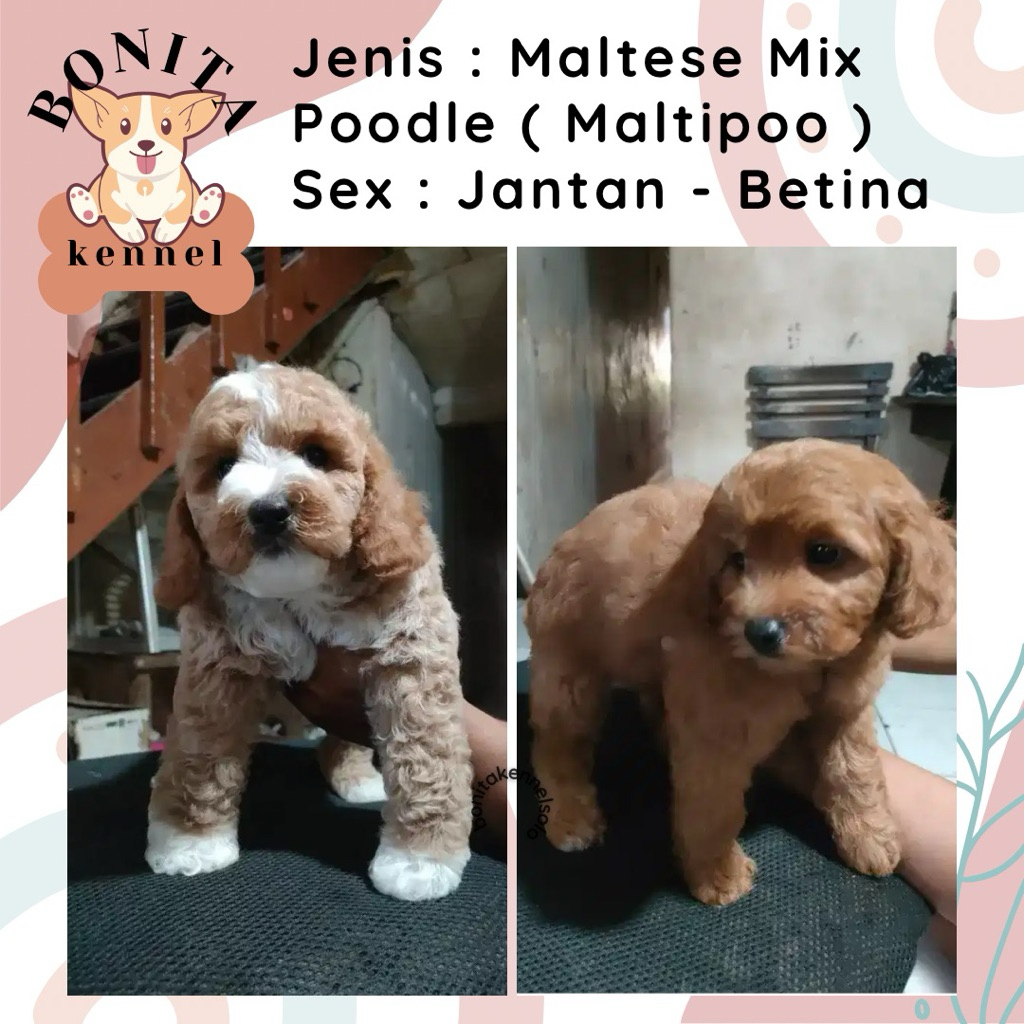 Maltese Mix Poodle Particolor Maltipoo Anjing Maltis Poodle Jantan Betina