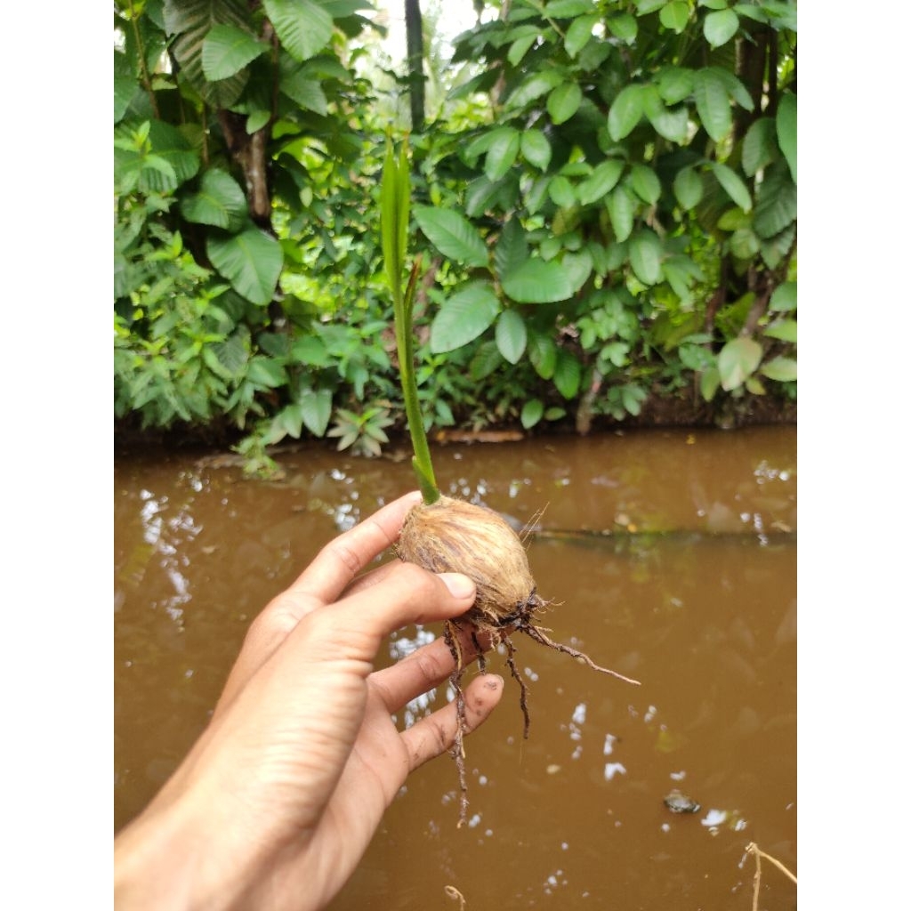 KECAMBAH PINANG BETARA UNGGUL