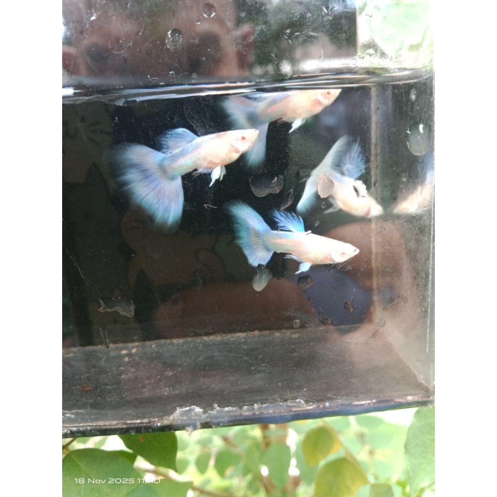 obat ikan guppy albino sky blue
