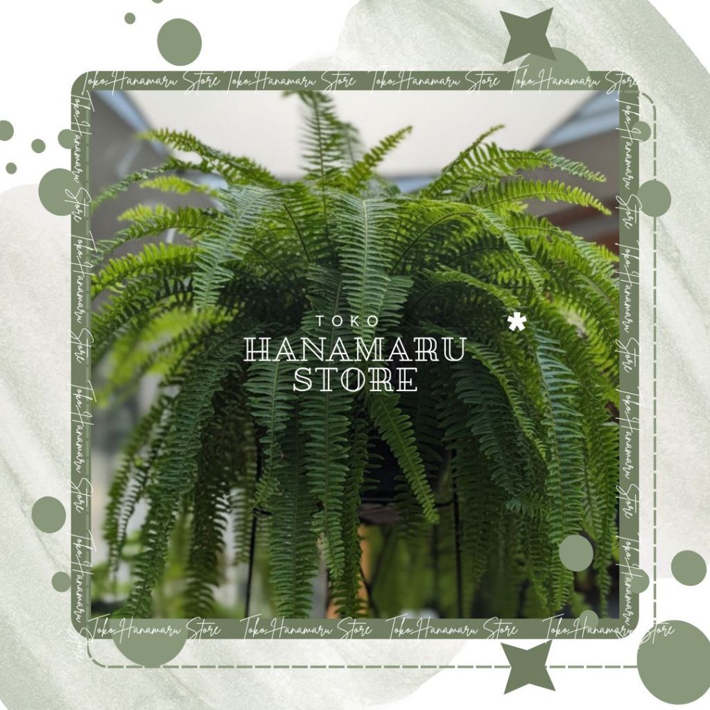 Pakis Boston Rimbun / Tanaman Pakis Boston / Pern Boston