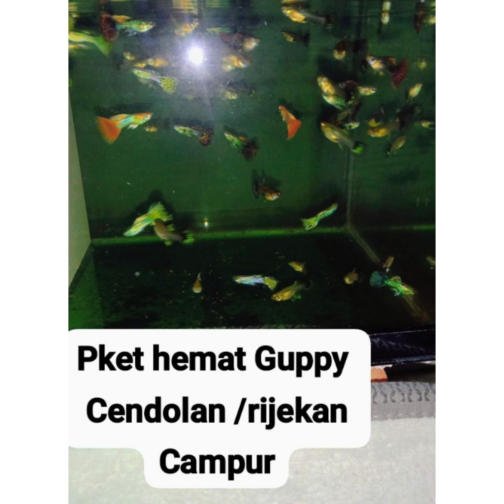 Paket Hemat Guppy Cendolan / Rijekan isi 54 ekor