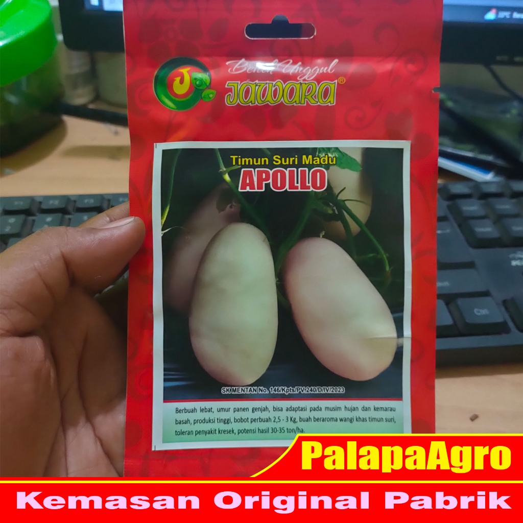 Benih Unggul Jawara Timun Suri Putih - Bibit Timun Suri Super Unggul