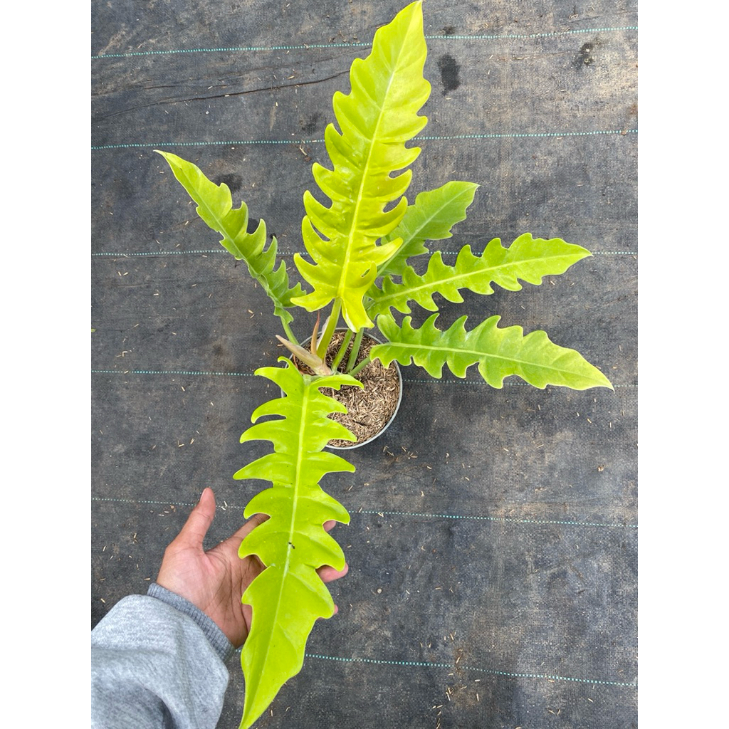 Tanaman Philo golden saw - philo green saw - philo ring of fire variegata