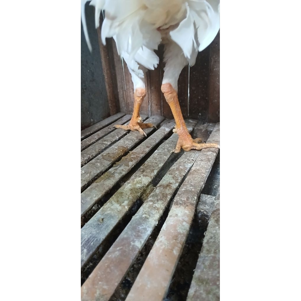 Ayam Remaja Putih Bangkok Klasik