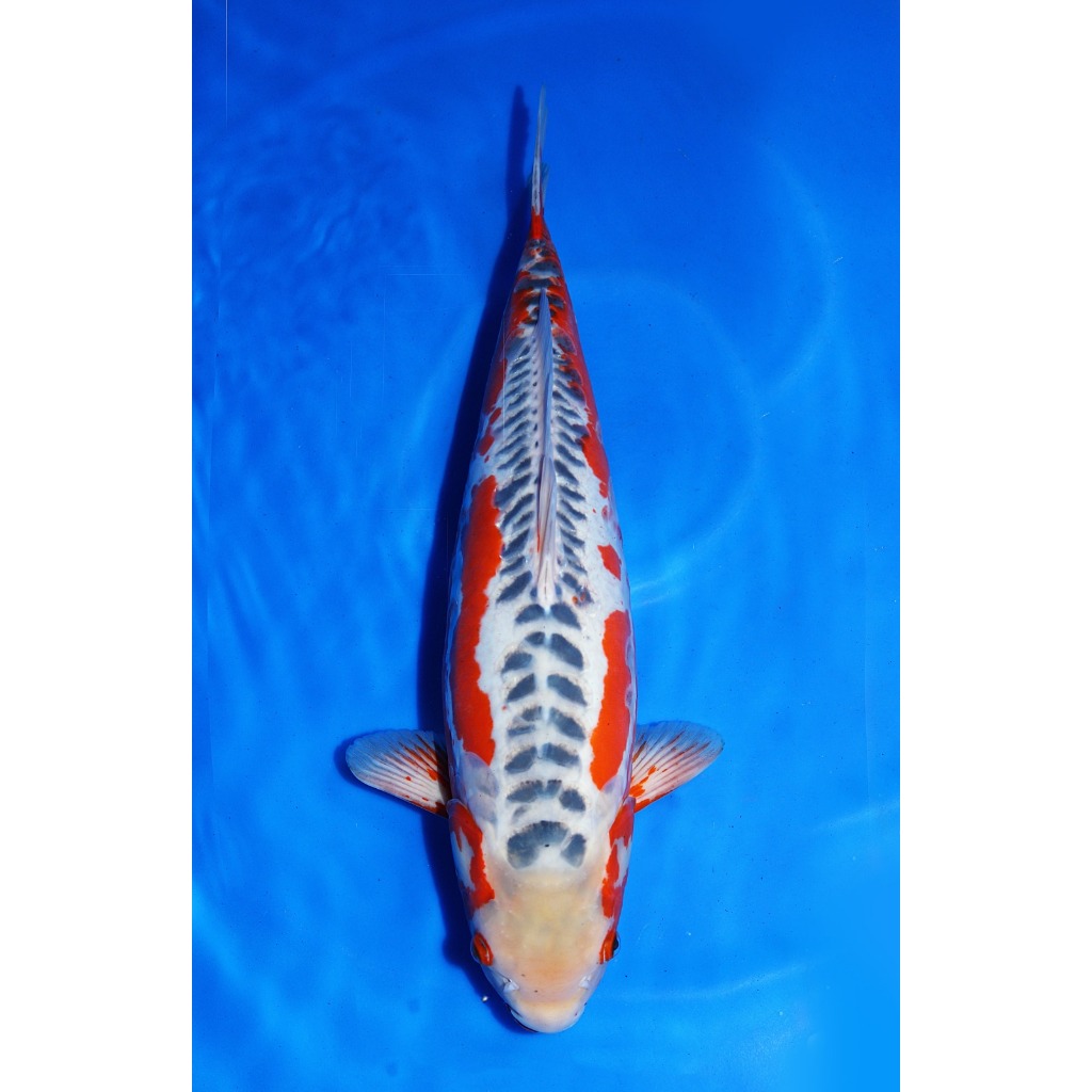 Koi Import Shusui Yamaju Koi Farm Size 55 cm