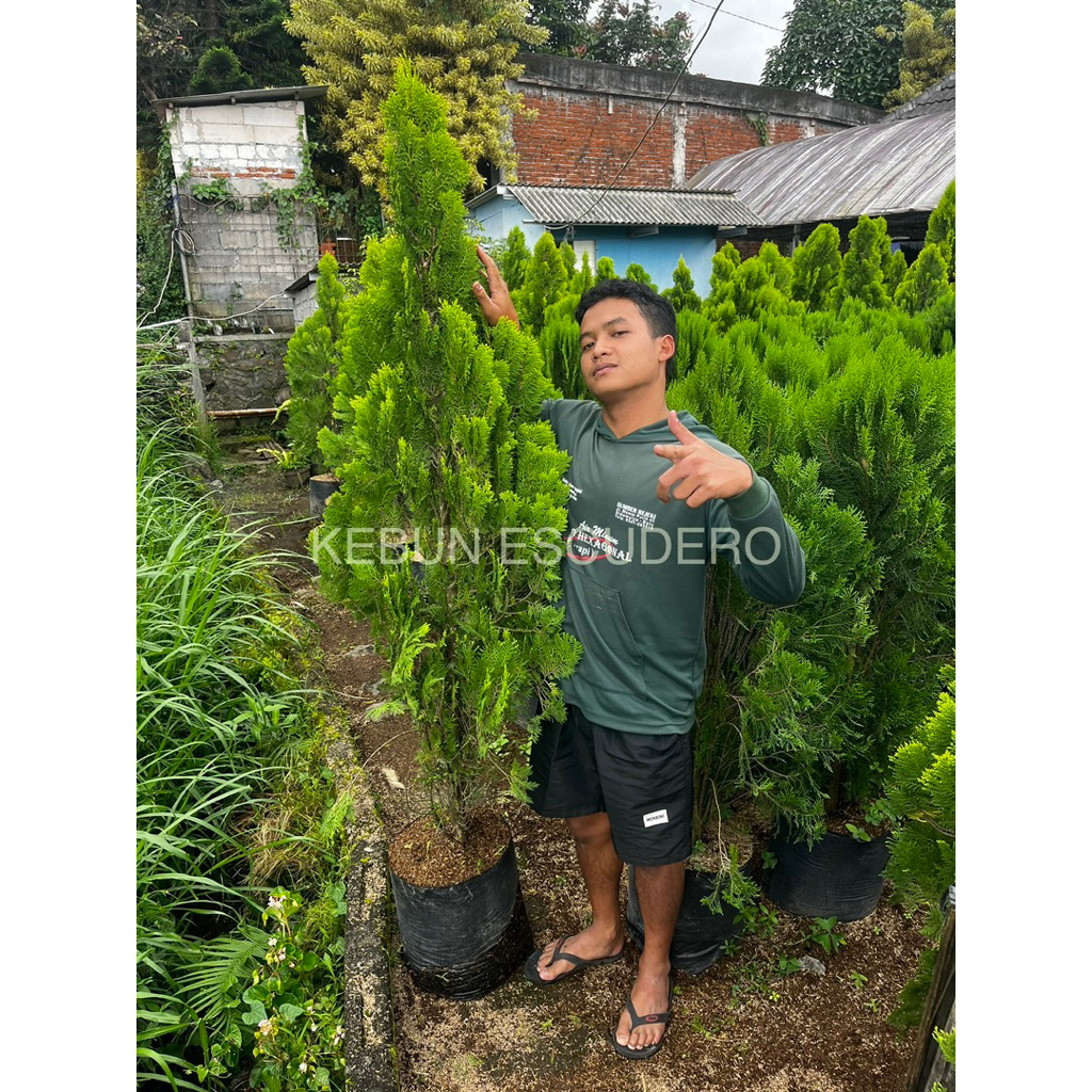 Cemara Kipas Tinggi Rimbun - Tanaman Hias Cemara Kipas Tinggi 1,5-2 Meter - Tanaman Pohon Cemara Kip