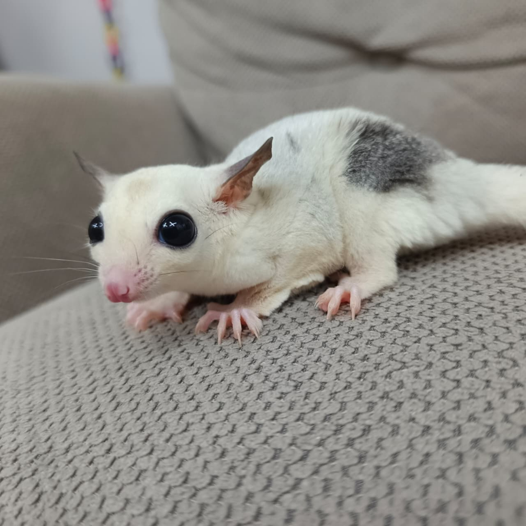 [Kurir Instant] Paket Sugar Glider Leucistic Joey Imut Lucu Jinak + Kandang Lengkap Termurah