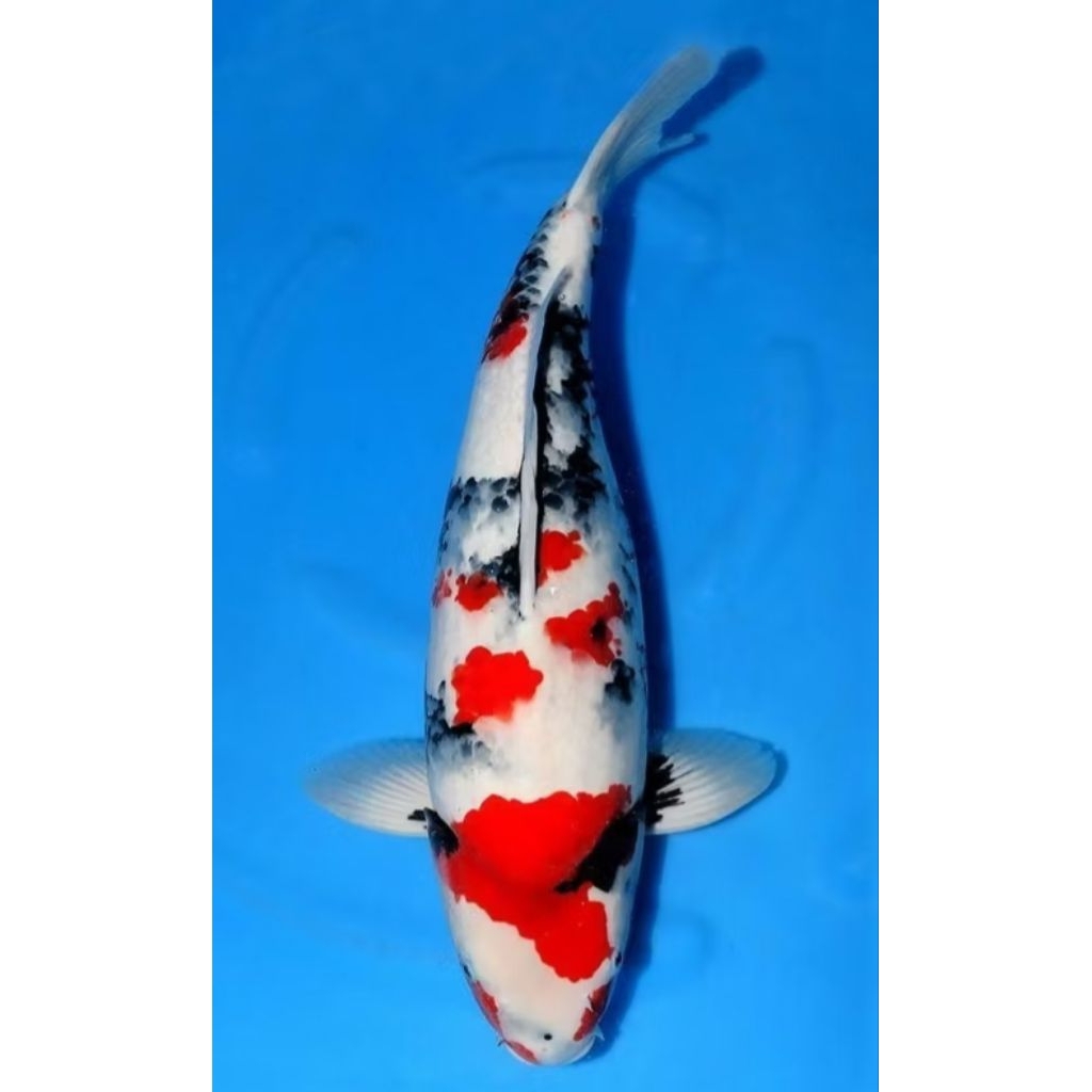 20 eqr Ikan Koi Kohaku Sanke Shiro Showa Grade A Size 7-9 Cm / Koi Murah berkualitas bonus umpan