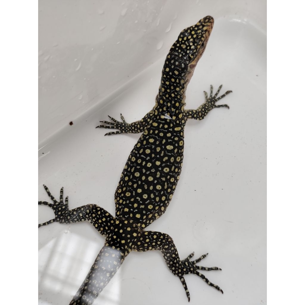 mainan varanus colei blue phase