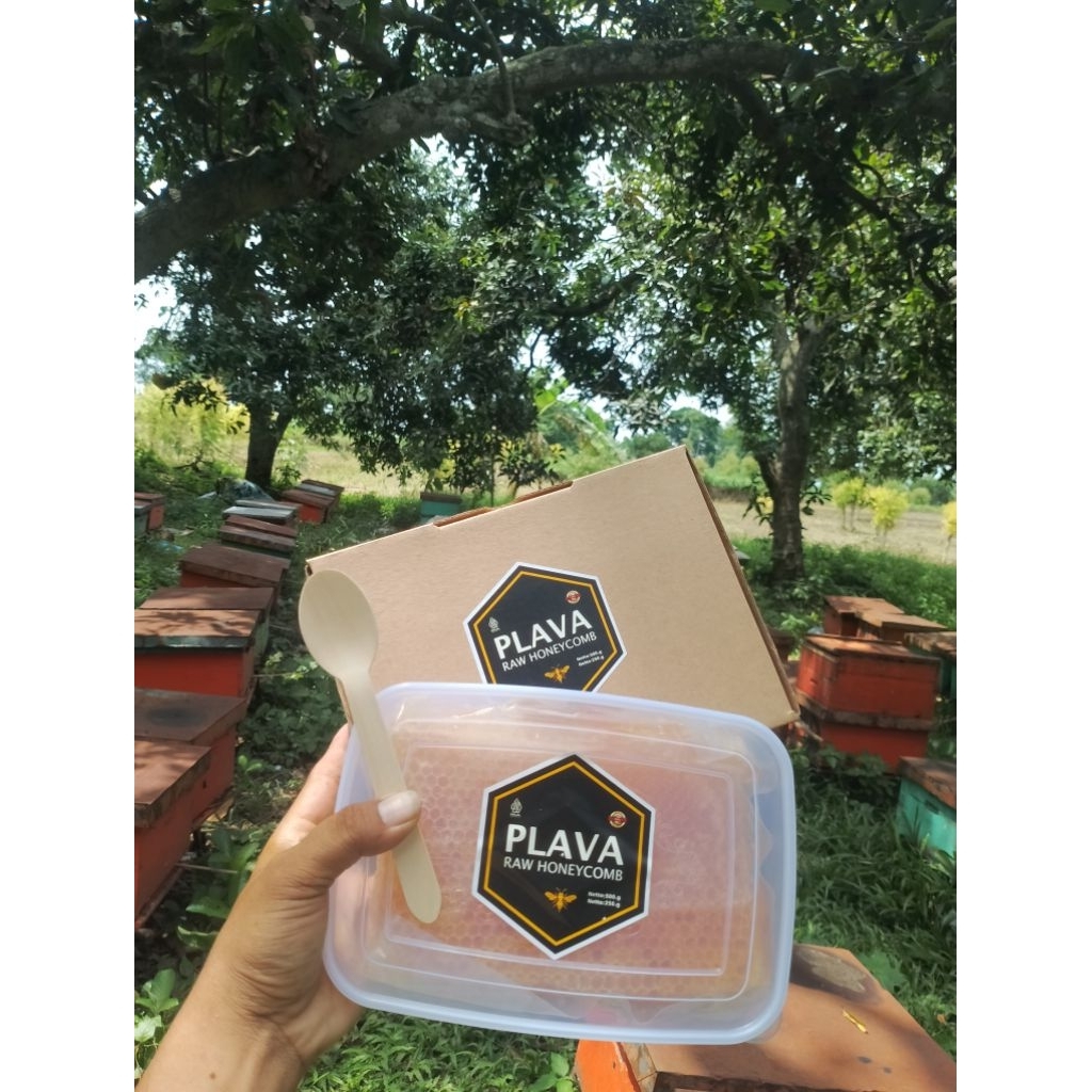 madu sarang asli tawon hutan murni melifera berkualitas