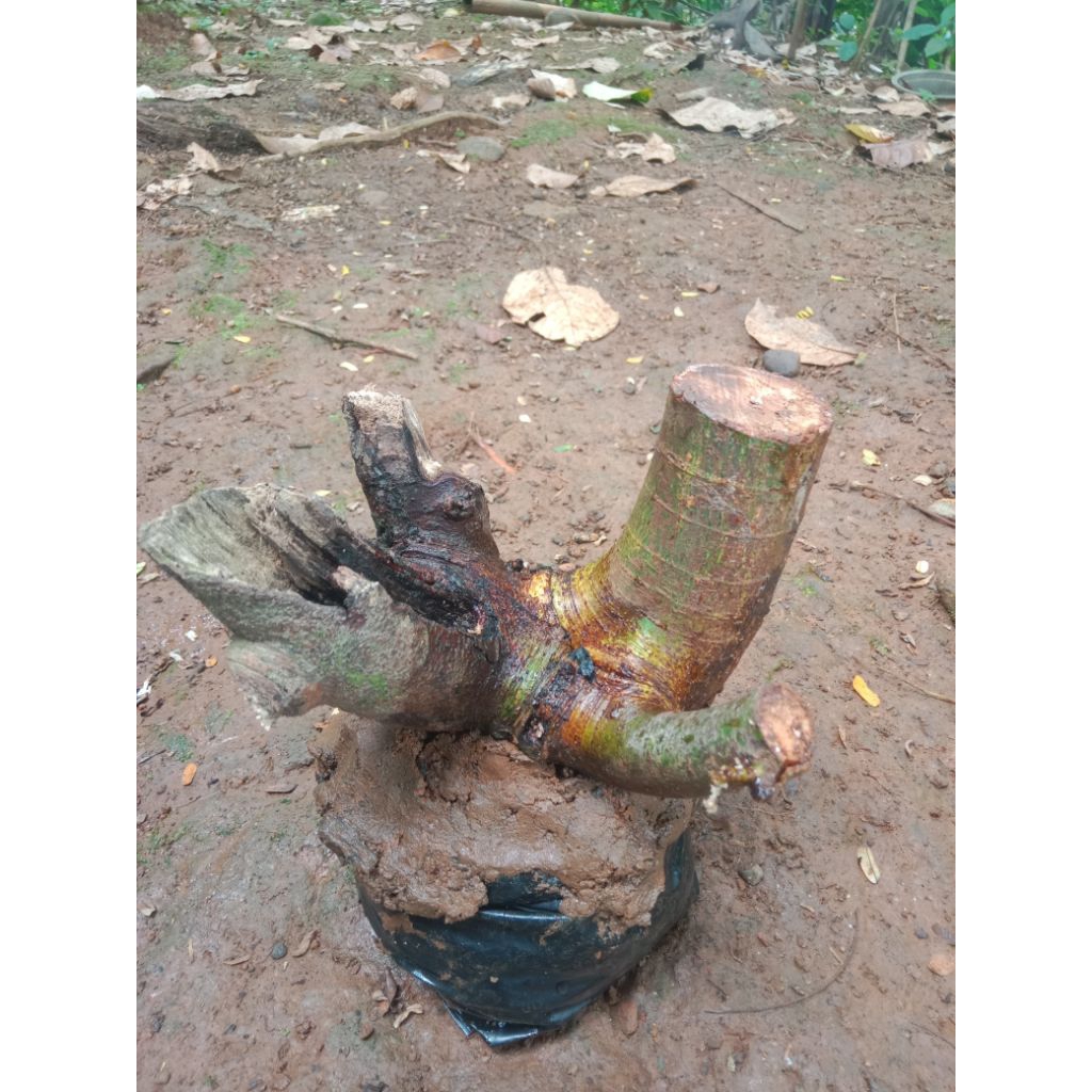 promo bahan bonsai loa stekan ukuran besar berkarakter sudah 4cabang