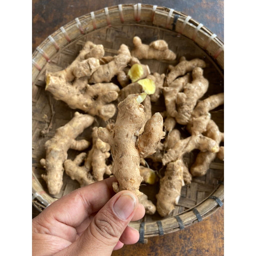 Kunyit putih/Kunyit Mangga Kunir putih Temu mangga Fresh
