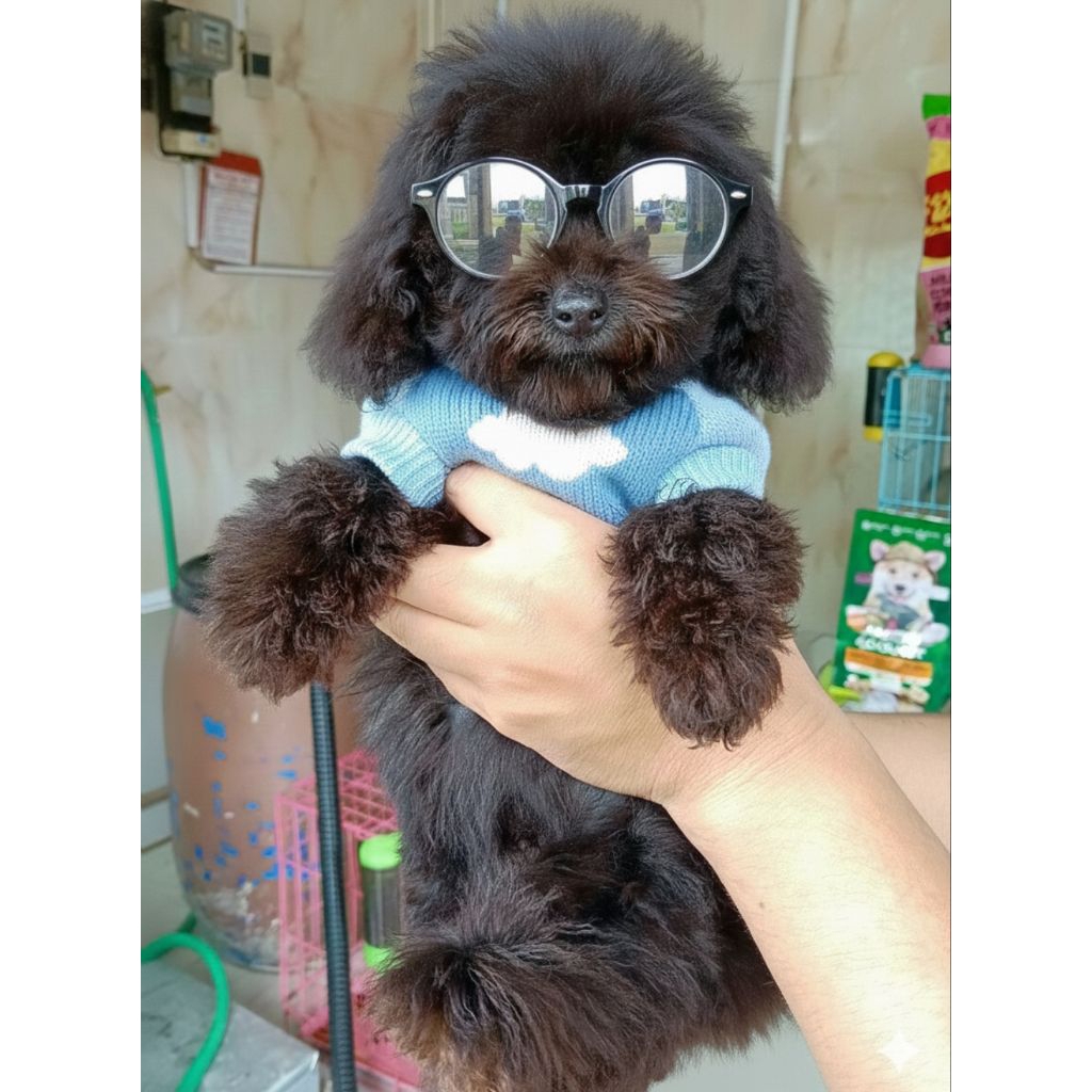 Anjing Toy Poodle STB