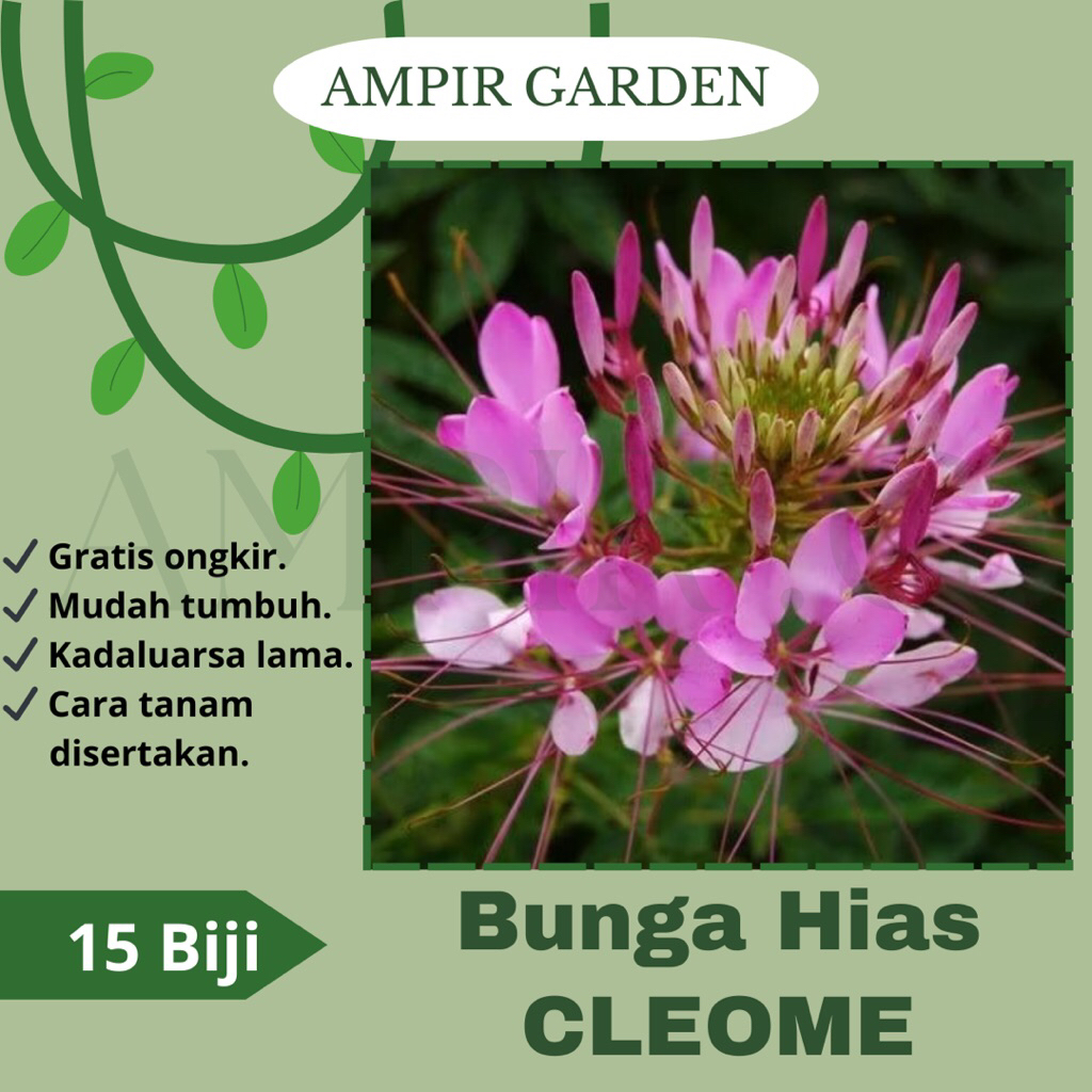 15 Biji Benih Bunga Hias CLEOME Import / Bibit Bunga Laba-laba  / Benih Bunga Berlimpah Warna Warni