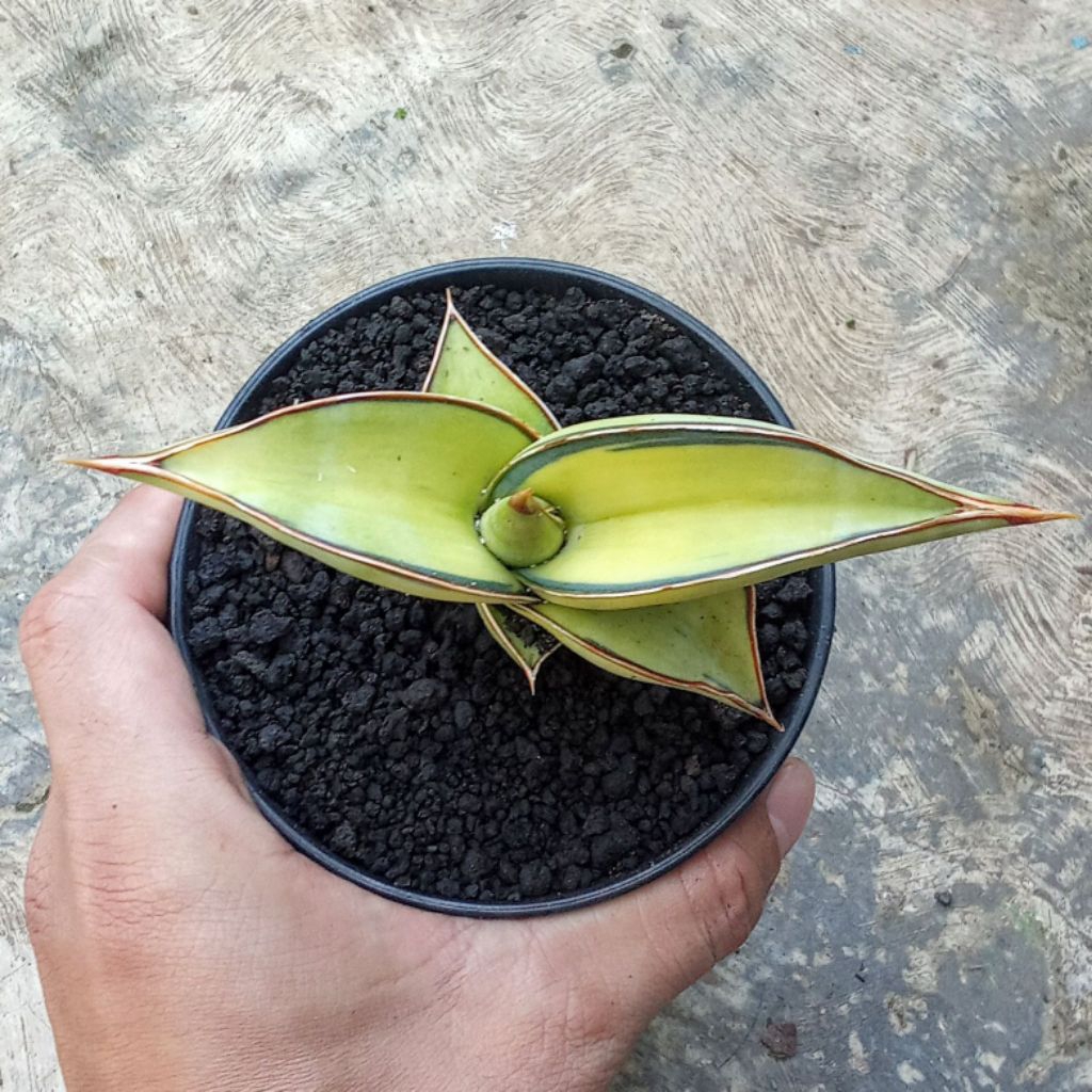 sansevieria rorida varigata aurea