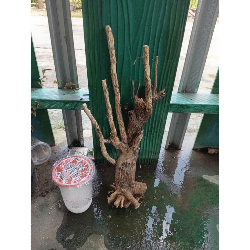 kemuning dongkelan akar batang kemuning lokal bahan bonsai