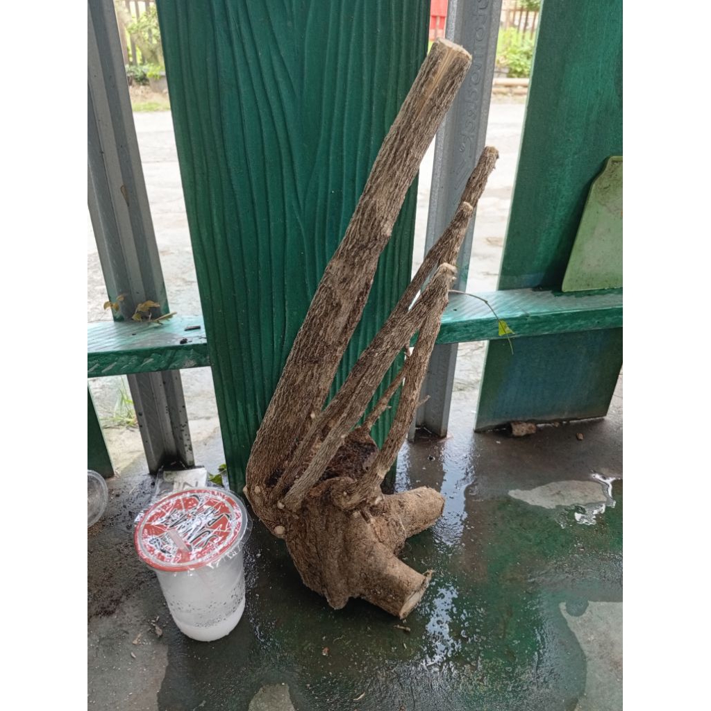 kemuning dongkelan akar batang kemuning lokal bahan bonsai