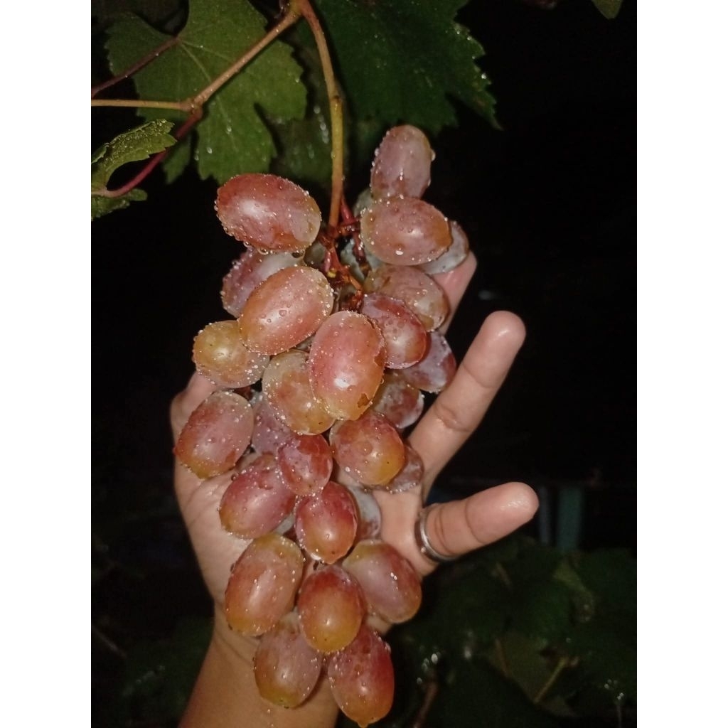 bibit anggur batang besar import transfigurasi