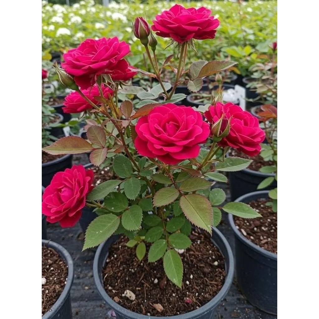 Tanaman Hias Bunga Mawar Merah Hidup - Bunga Mawar Merah Hidup Berakar Siap Tanam Kualitas Terbaik