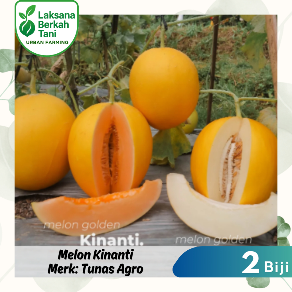 2 Butir - Melon KINANTI F1 Melon Golden Premium