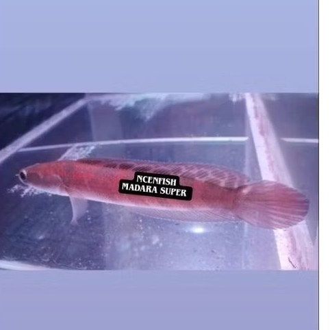 (STIKER) RED BARITO SP MADARA SUPER BAR 18CM GRADE A+++